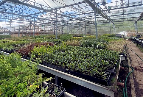 Link to the Trimplants website