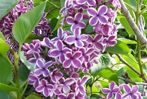 Link to the WeeTree Wholesale Nurseries website